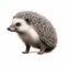 Hyper-realistic Hedgehog Illustration With Contoured Shading