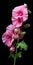 Hyper Realistic Hollyhock Flower On Black Background