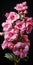 Hyper Realistic Hollyhock: Pink Flowers In A Vase On Black Background