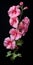 Hyper Realistic Hollyhock: Pinkcore Staged Photography On Black Background