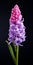 Hyper Realistic Hyacinth Flower Sculpture With High Contrast