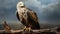 Hyper-realistic Illustration Of Eagle Named Poll Sitting On A Perch