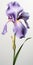 Hyper Realistic Iris Flower Illustration With Stem