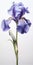 Hyper Realistic Iris Sculpture: Indigo And Purple Floral Art