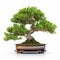 Hyper-realistic Japanese-inspired Thyme Bonsai Tree In Wooden Pot