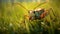 Hyper-realistic Macro Image Of Grasshopper In Sunlit Grass