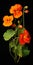 Hyper Realistic Nasturtium: Meticulous Photorealistic Still Life Art