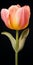 Hyper Realistic Peach Tulip Illustration On Black Background