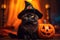 Hyper realistic photo of charming black cat in Halloween costume with witch hat, with Jack-o'-Lantern on the side