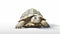 Hyper-realistic Photo Of A Majestic Tortoise On A White Surface