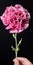 Hyper Realistic Pink Carnation Sculpture With High Contrast Composition