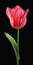 Hyper Realistic Pink Tulip With Stem - Zbrush Style - 8k Resolution