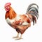 Hyper-realistic Rooster Illustration On White Background