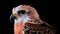 Hyper-realistic Sculpture Style Photo Of An American Kestrel On Black Background