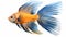 Hyper-realistic Siamese Blue Fish With Orange Stripes And Blue Fins