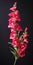 Hyper Realistic Snapdragon With Stem: High Contrast Flower Photography
