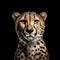Hyper-realistic Studio Portrait Of Cheetah On Black Background