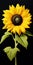 Hyper Realistic Sunflower Art Commission On Large Canvas Sizes