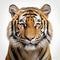 Hyper-realistic Tiger Head Render On White Background