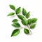 Hyper-realistic Vector Illustration Of Green Leaves On White Background