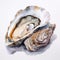 Hyper-realistic Watercolor Painting Of Oyster: Meticulous Photorealistic Still Life Art