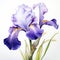 Hyper-realistic Watercolor Painting Of A Purple Iris On White Background