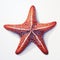 Hyper-realistic Watercolor Painting Of A Red Starfish With High Contrast