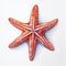 Hyper-realistic Watercolor Painting Of Starfish With High Contrast