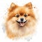 Hyper-realistic Watercolor Portrait Of A Charming Pomeranian Dog