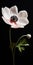 Hyper Realistic White And Pink Anemone Flower With Stem