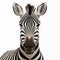 Hyper-realistic Zebra Close-up Drawing On White Background
