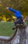 A hyperactive kid is jumping off a high wall as he is running away.