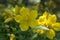 Hypericum calycinum in bloom, yellow ornamental flower in the garden, flower detail, shrub with leaves