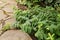 Hypericum calycinum branches lie on the path of sandstone. Selective focus.