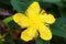 Hypericum Calycinum Flower