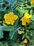 Hypericum calycinum, St. John`s wort, Rose of Sharon