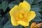 Hypericum calycinum, St. John\'s wort, Rose of Sharon