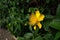 Hypericum calycinum, a yellow flower with five petals and numerous yellow stamens.