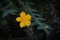 Hypericum flower growing in nature with blurred background