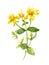 Hypericum flower. John\'s wort plant. Watercolour