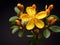 Hypericum flower in studio background, single Hypericum flower, Beautiful flower images