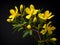 Hypericum flower in studio background, single Hypericum flower, Beautiful flower images