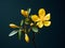 Hypericum flower in studio background, single Hypericum flower, Beautiful flower images