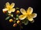 Hypericum flower in studio background, single Hypericum flower, Beautiful flower images
