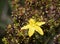 Hypericum flowers Hypericum perforatum or St John`s wort on the meadow , selective focus on some flowers