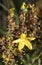 Hypericum flowers Hypericum perforatum or St John`s wort on the meadow , selective focus on some flowers