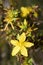 Hypericum flowers Hypericum perforatum or St John`s wort on the meadow , selective focus on some flowers