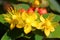 Hypericum Inodorum Flowering Plant scrub St. John`s Wort