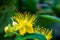Hypericum Inodorum Flowering Plant scrub St. John`s Wort against a bokeh background