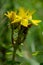 Hypericum maculatum - spotted St. Johnswort